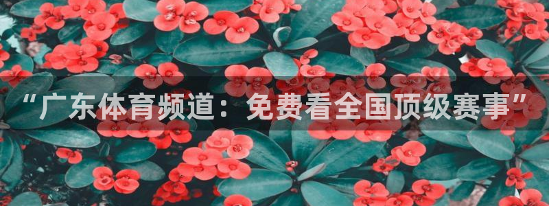 小九直播足球